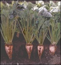 Sugar Beet